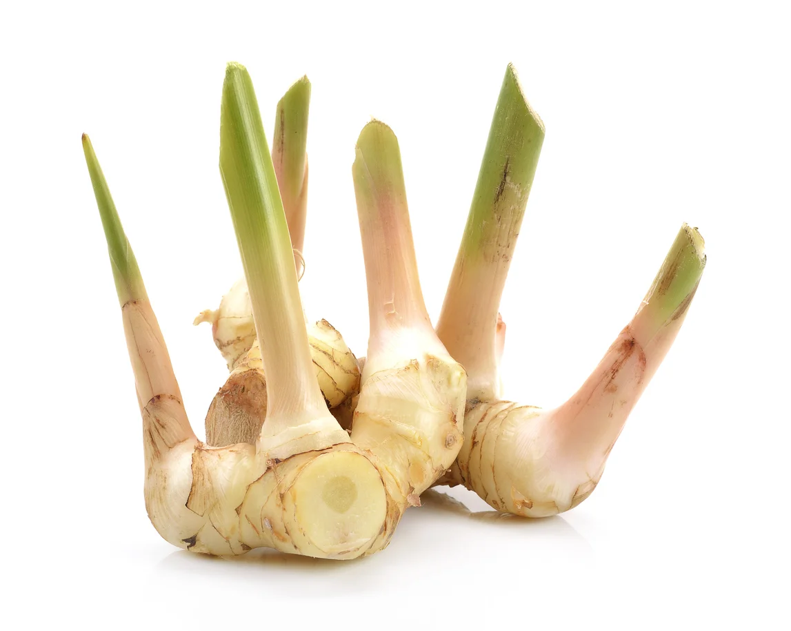Galangal