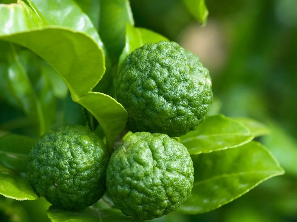Kaffir Lime