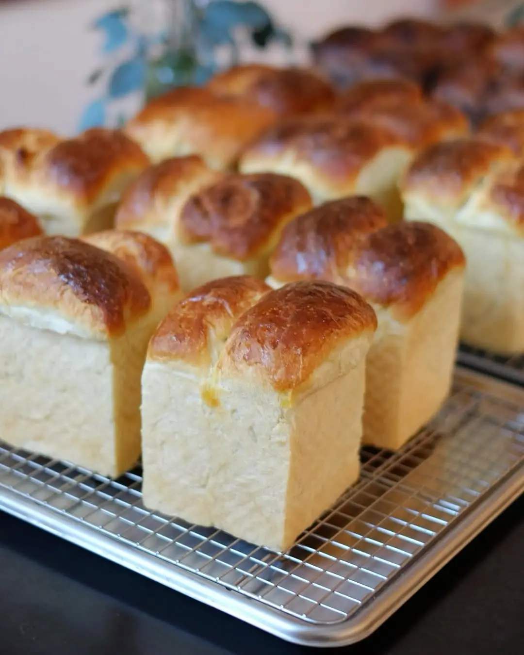 Eddie — Shokupan and pastries